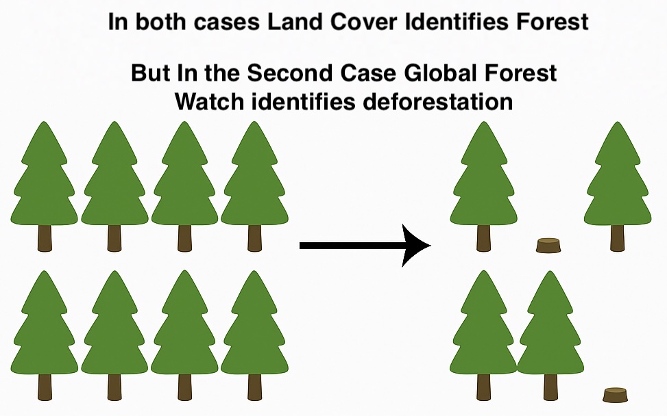 Forest Definition